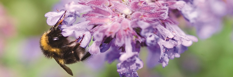 blume_biene_blau